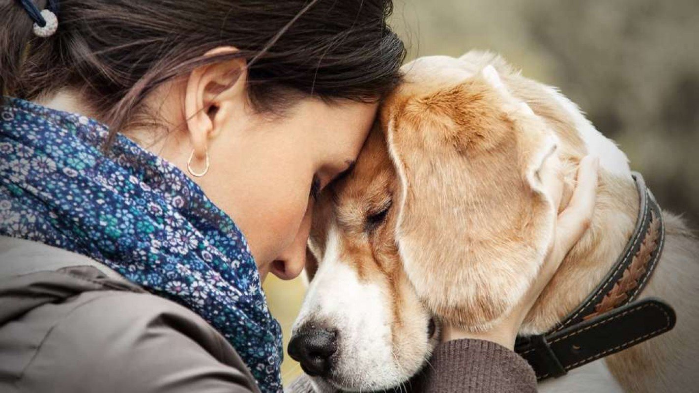 Why Your Dog Seems to Understand Your Mood Better Than People Do