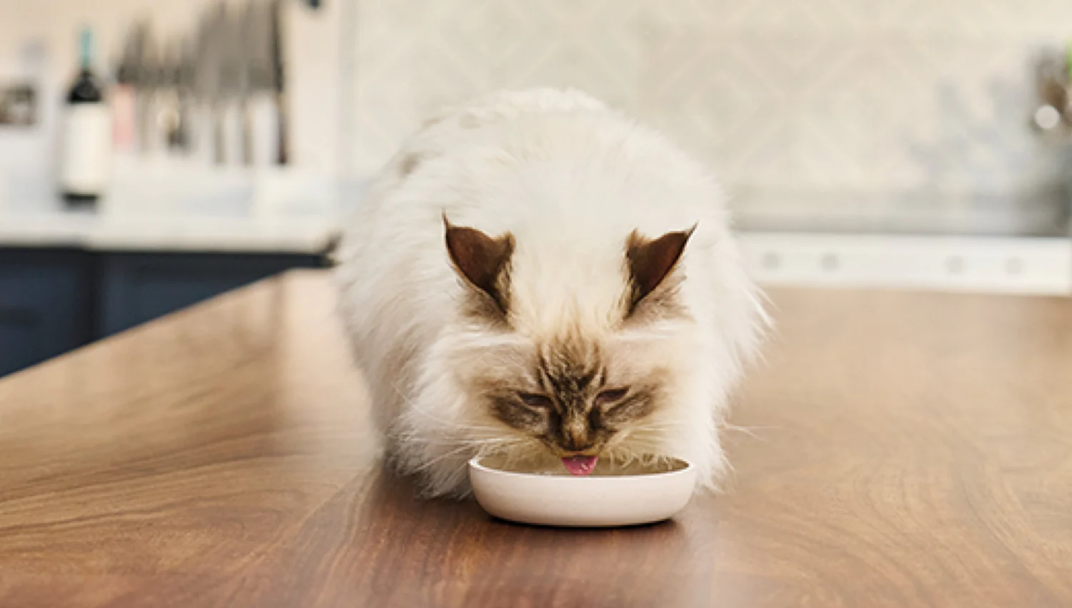 Complete Guide to Feeding Your Cat the Right Way