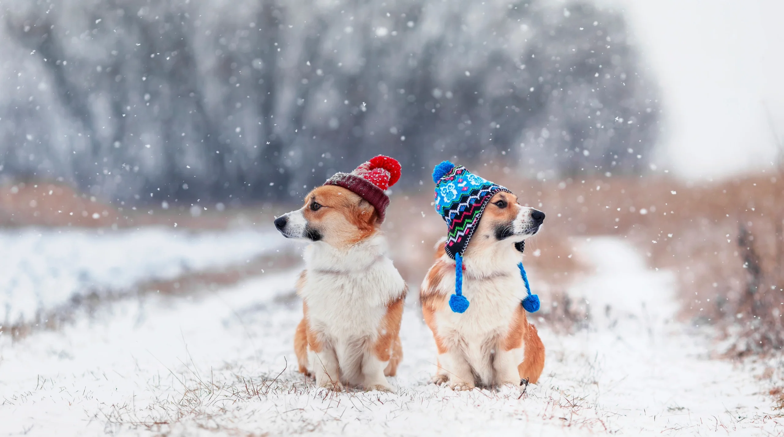 Winter Dog Care: Handling Cold Weather Safely