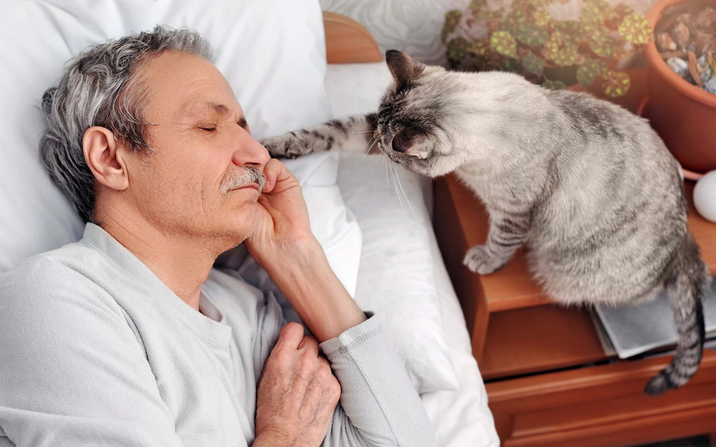 Building the Perfect Daily Routine for Your Cat