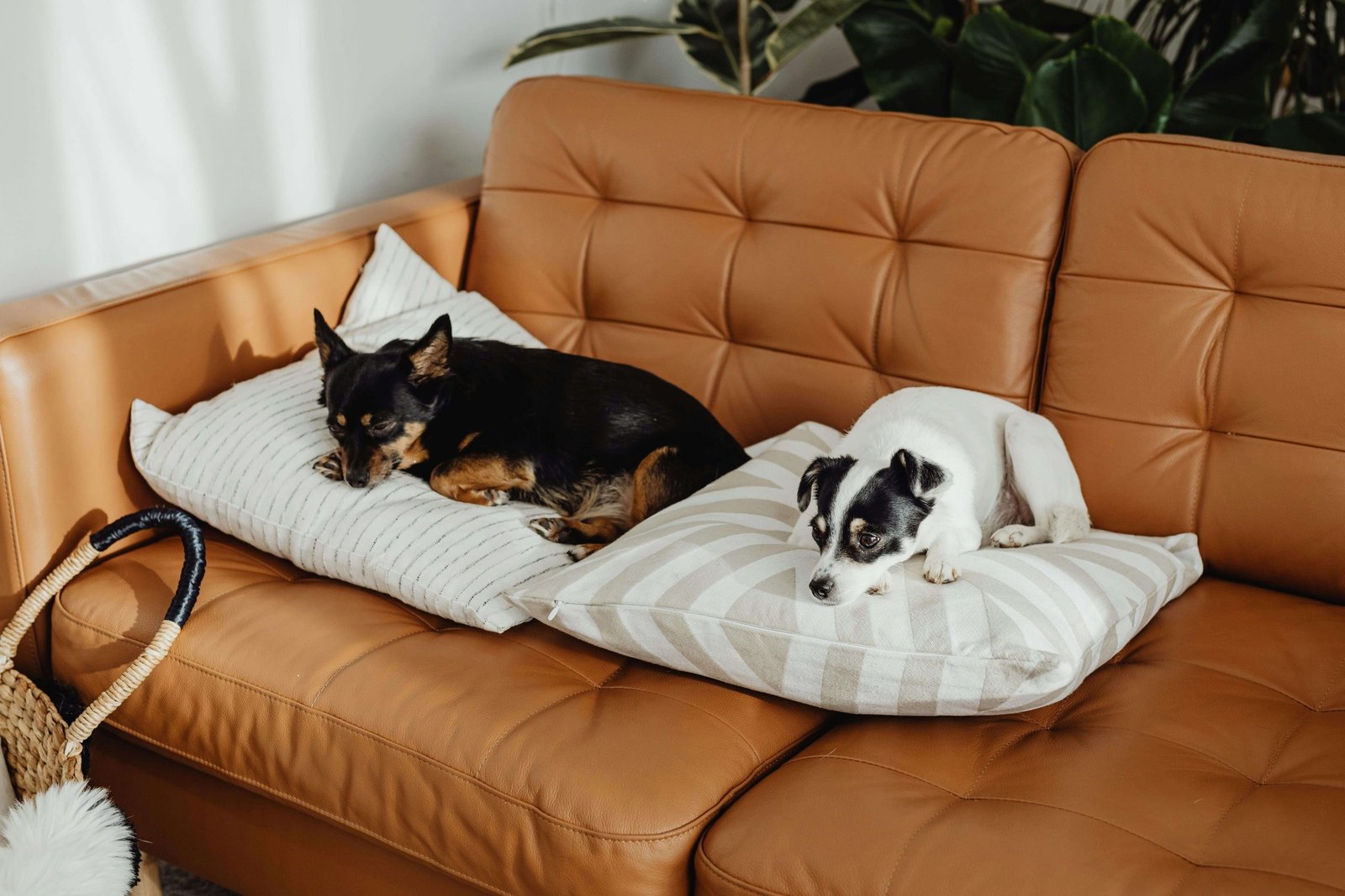 Preparing Your Home for a New Dog