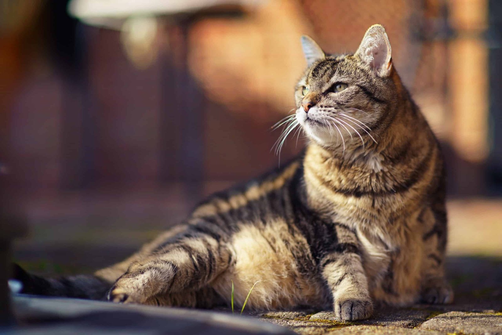 Senior Cat Care: Supporting Your Cat’s Golden Years