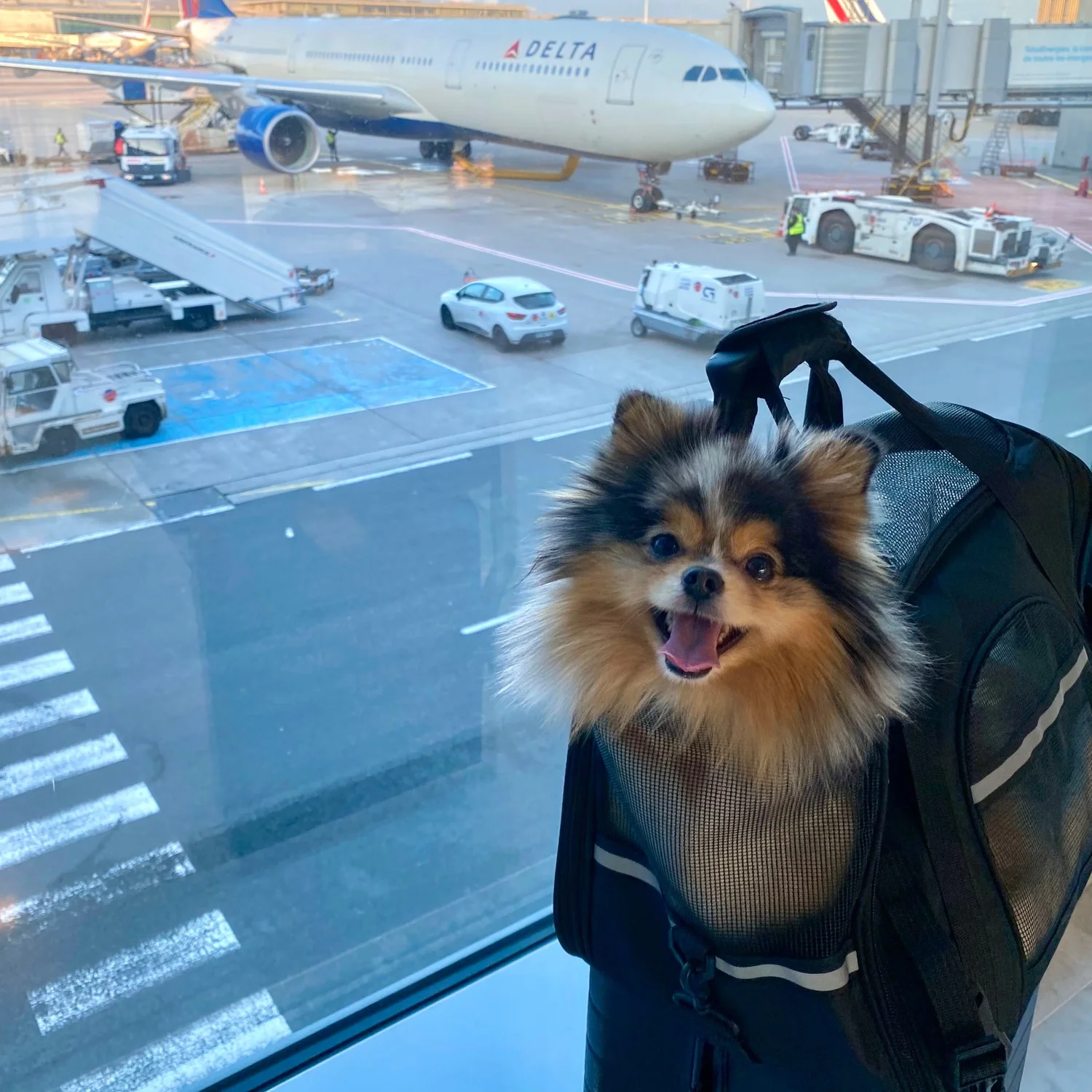 Traveling with Your Indoor Pet: Car, Plane, and Hotel Tips