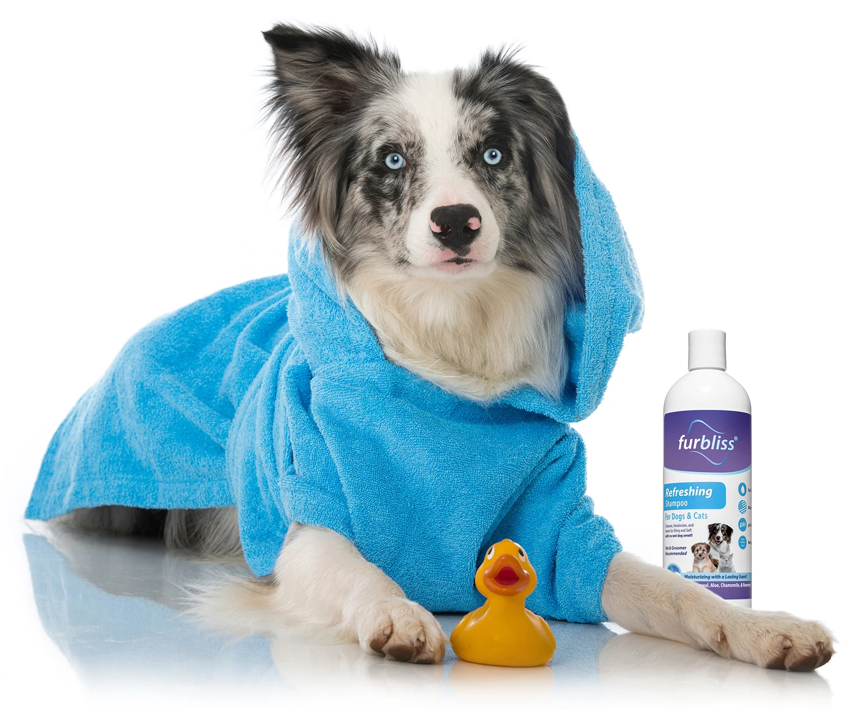 Grooming Your Indoor Pet at Home Without Stress