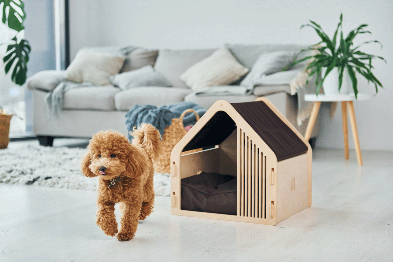 Creating the Perfect Habitat for Your Indoor Pet