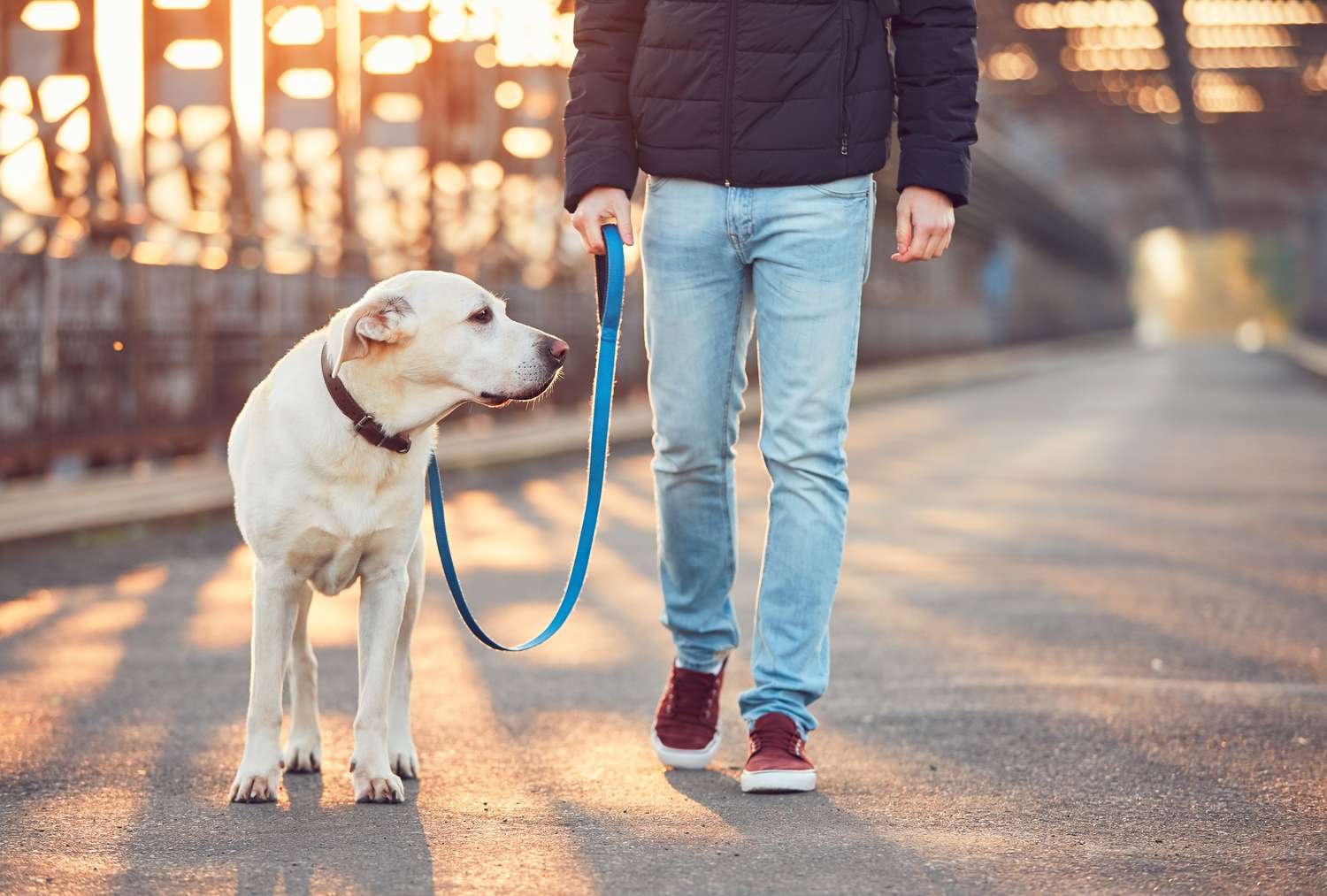 How Many Walks Does Your Dog Really Need Each Day?