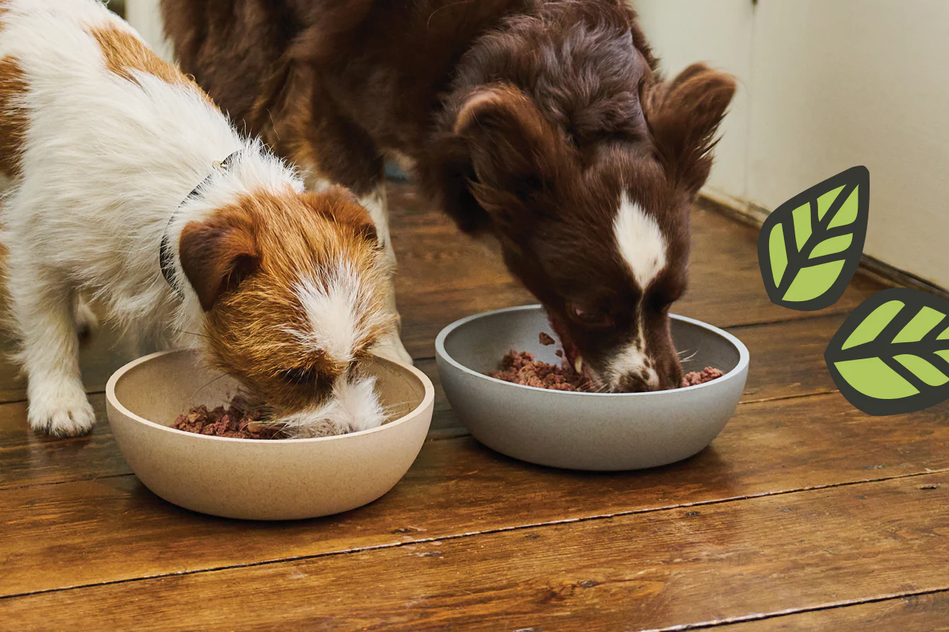 Complete Guide to Feeding Your Indoor Pet the Right Way