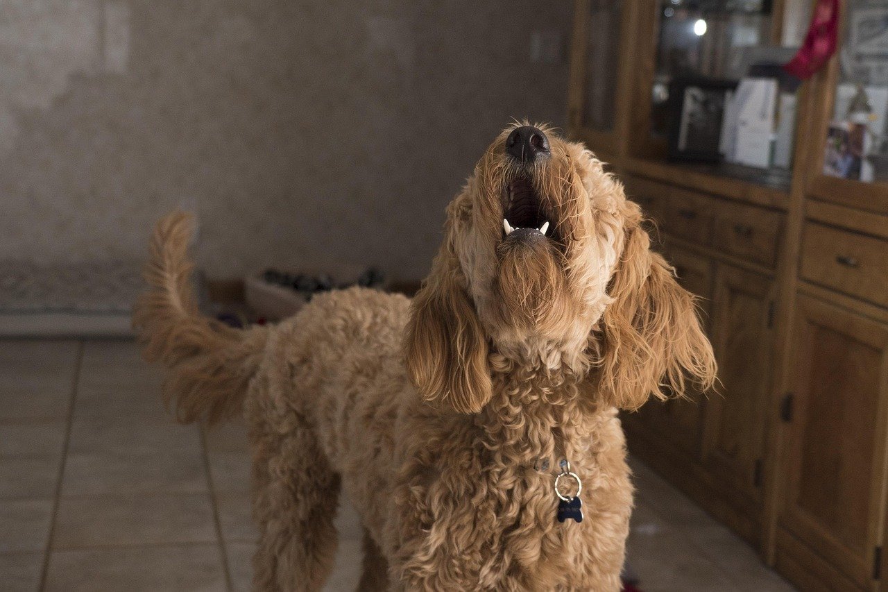 Why Your Dog Barks at Sounds You Can’t Even Hear (And How This Explains Its Behavior at Home)
