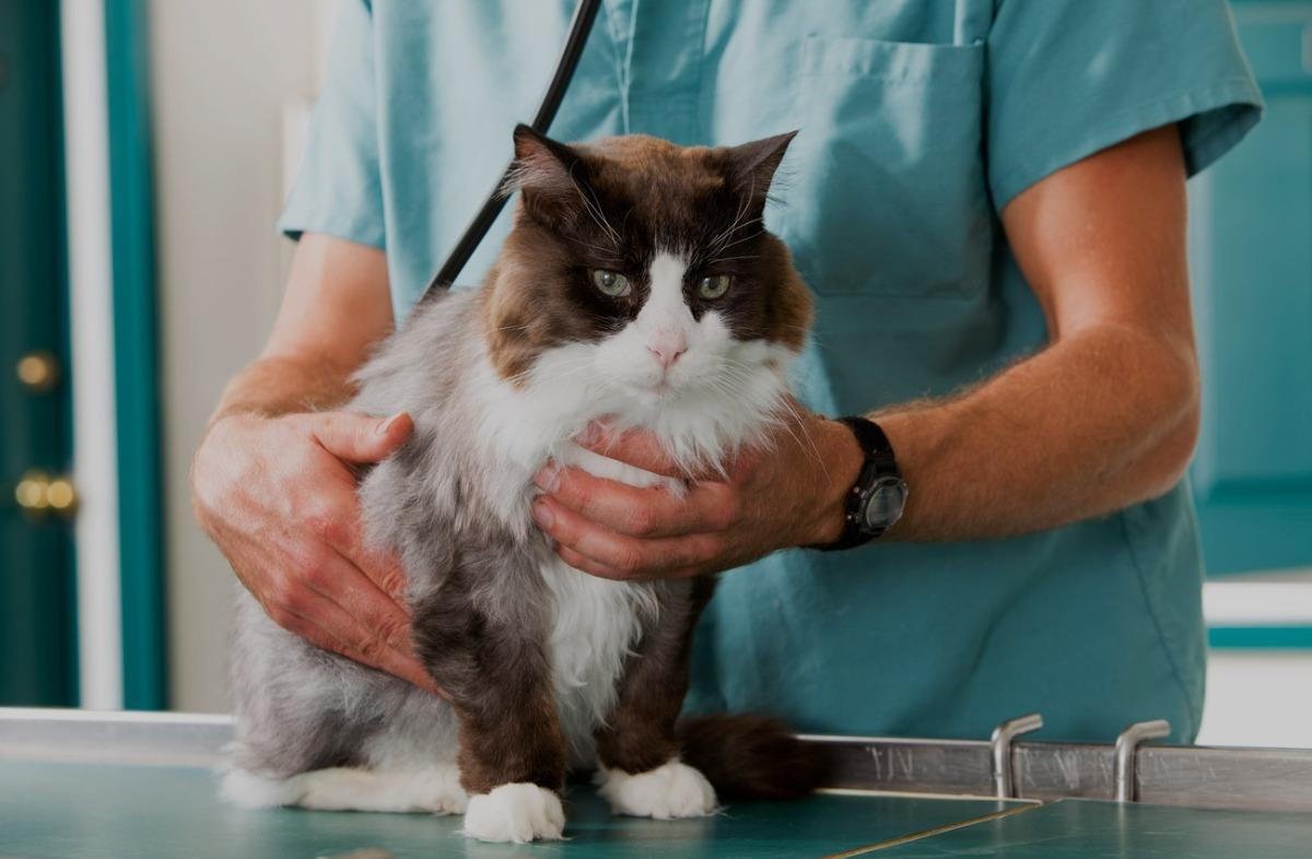 Vaccines and Parasite Prevention: Simple Tips Every Cat Owner Can Do at Home
