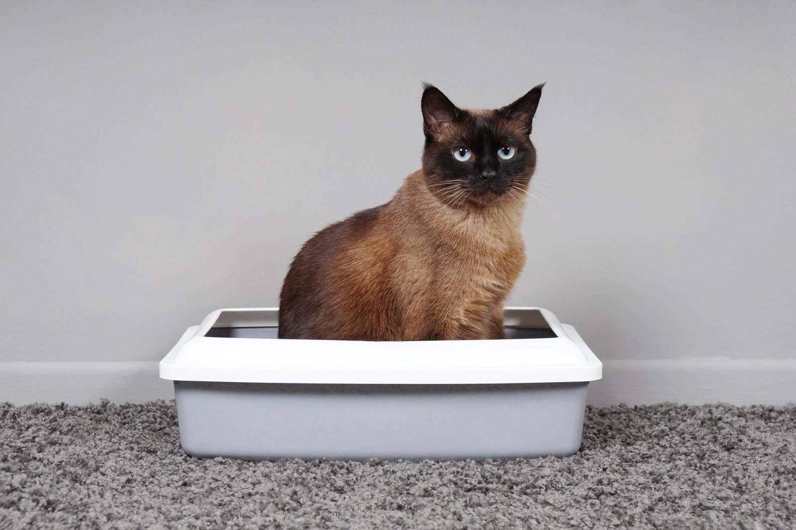Litter Box Training and Solutions for Common Problems