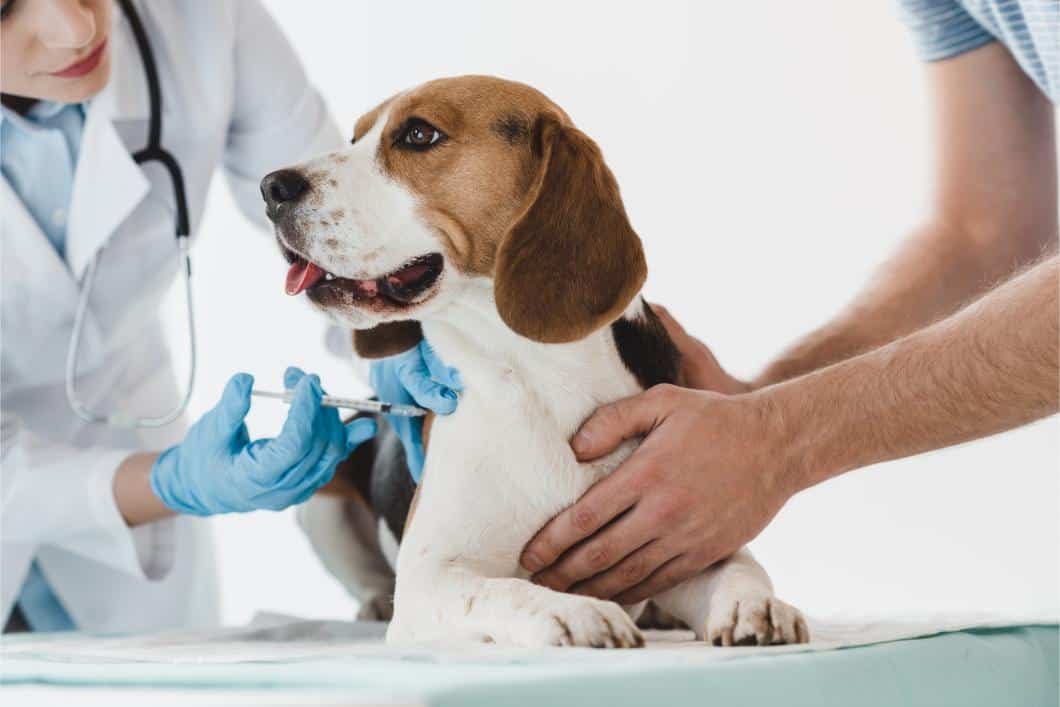 Vaccines and Parasite Prevention for Indoor Pets