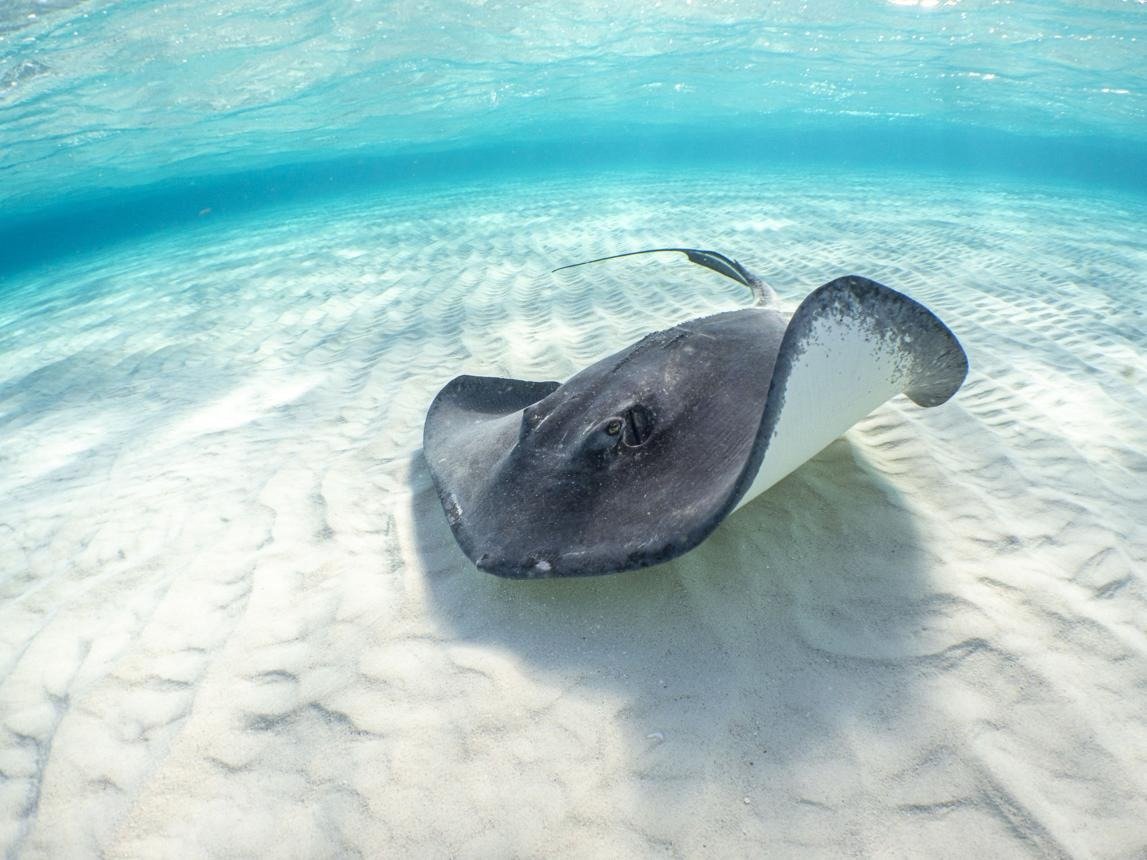 Stingrays: A Comprehensive and In-Depth Study of Their Anatomy, Habitat, Behavior, Reproduction, Sensory Systems, and Ecological Importance