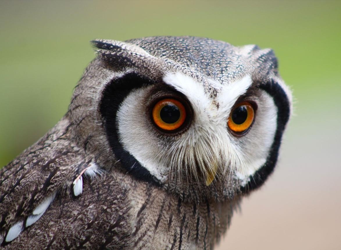 Owls: An Extensive Study of Their Anatomy, Behavior, Habitat, Hunting Skills, and Ecological Importance