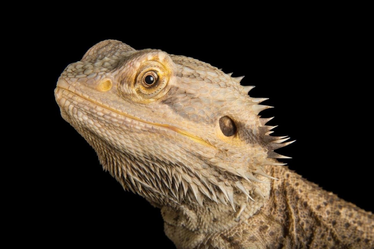 Dragão-Barbudo: Uma Pesquisa Escolar Extensa Sobre Suas Características, Habitat, Comportamento, Alimentação e Importância Como Pet Exótico