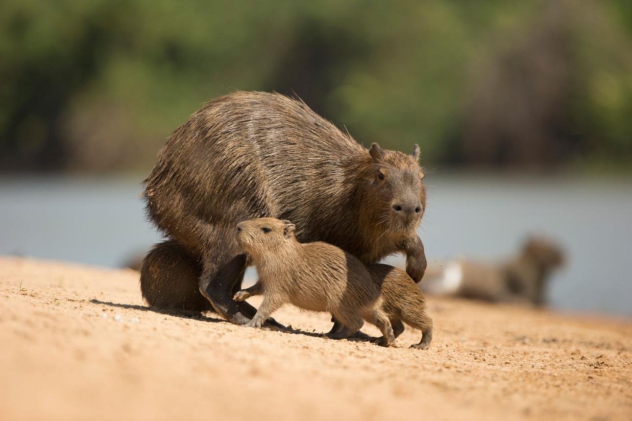 Capybara: A Very Extensive School Research Article on Its Characteristics, Habitat, Behavior, Diet, Reproduction, and Ecological Importance