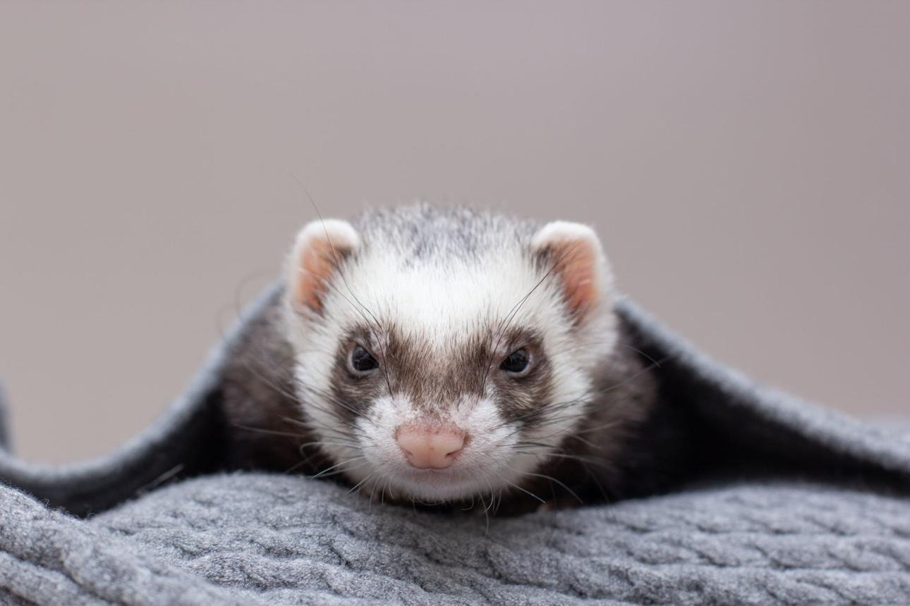 Ferrets: A Comprehensive Study of Their Characteristics, Behavior, Habitat, and Importance as Companion Animals