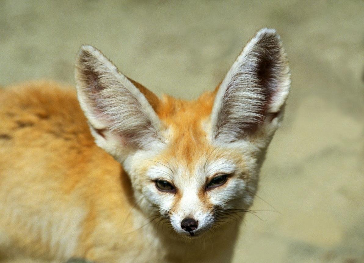 Fennec Fox: A Comprehensive Study of Its Characteristics, Habitat, Behavior, and Extraordinary Desert Adaptations