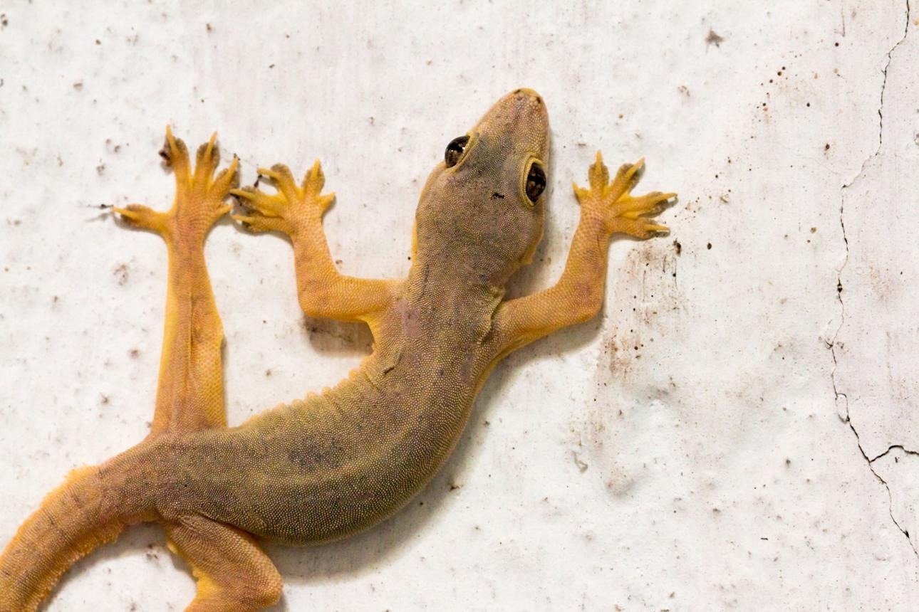 Geckos: A Detailed Study of Their Characteristics, Behavior, Habitat, and Extraordinary Adaptations