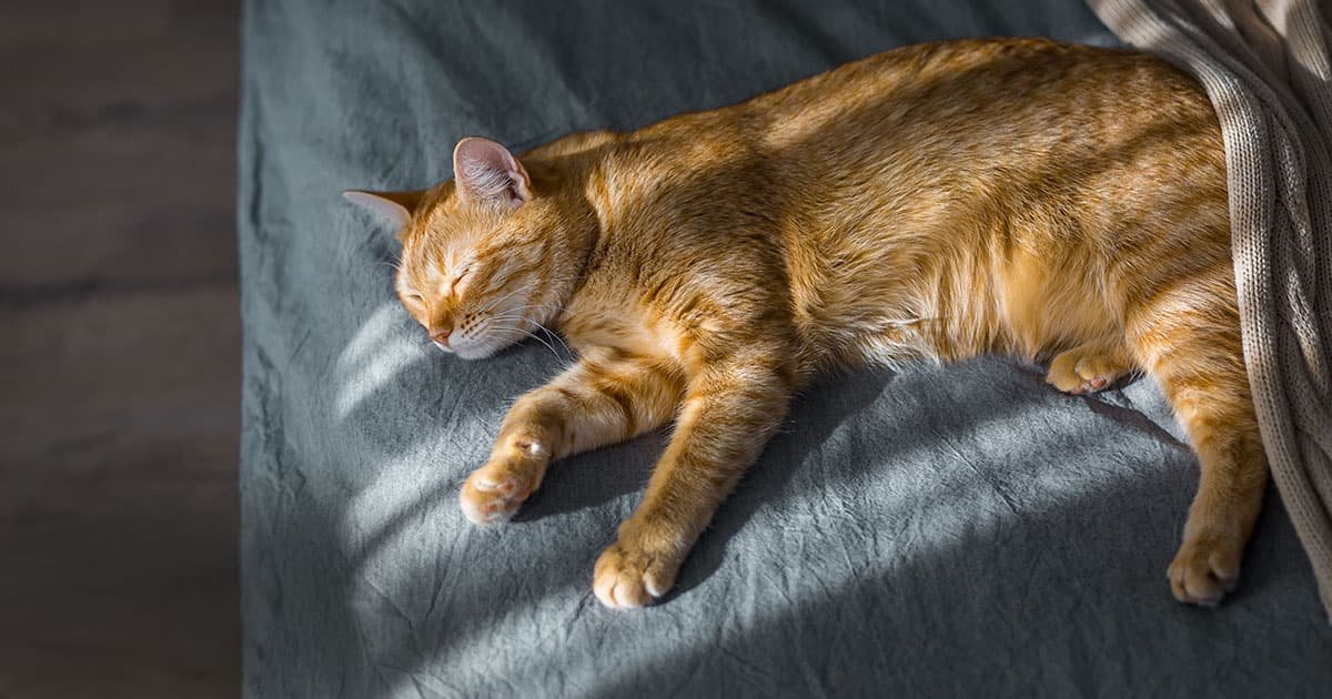 Summer Cat Care: Protecting Your Cat from Extreme Heat