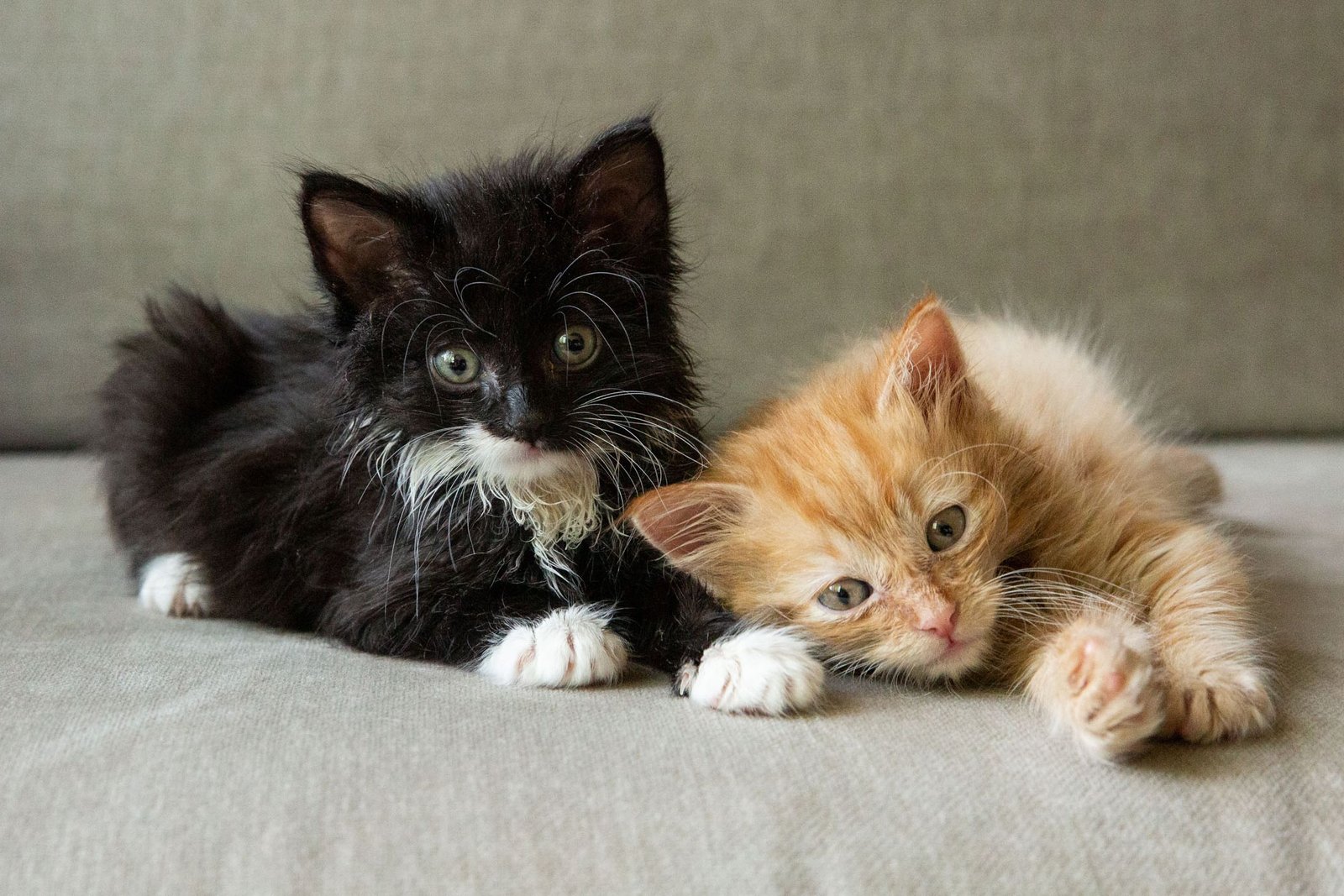 Why Kitten Socialization Matters So Much